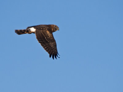 Harrier Hawk