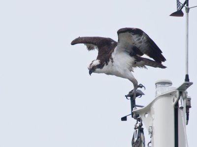 Osprey on mast