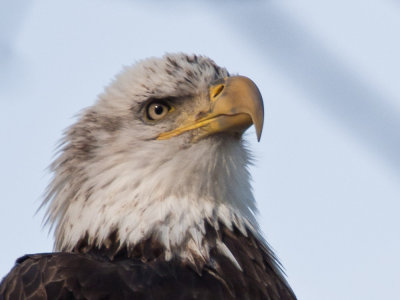 Bald Eagle, West Newbury 2