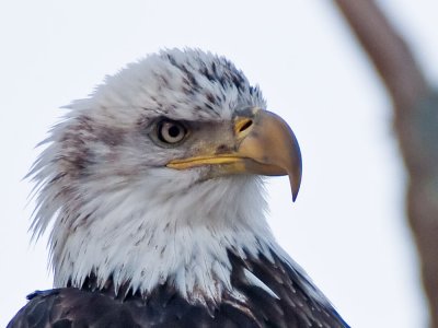 Bald Eagle, West Newbury 1