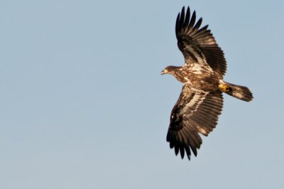Immature Eagle in Flight 2