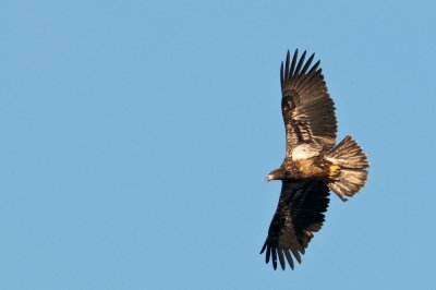 Immature Eagle in Flight 1