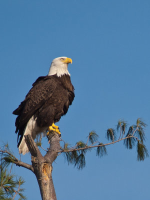 Watching the nest 2