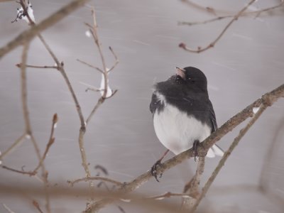 Junco in the storm