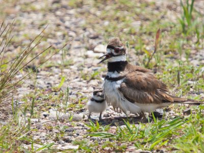 killdeer