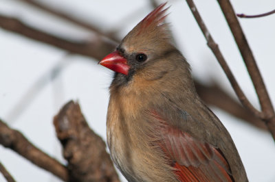 Female Cardinal