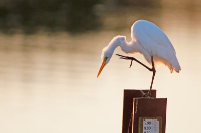 Early morning egret