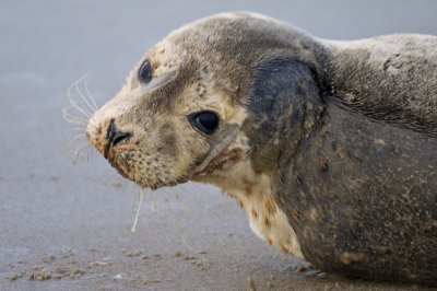 Seal