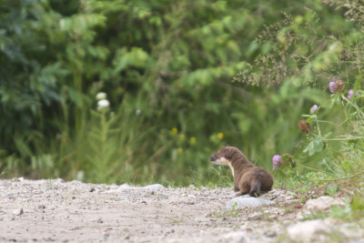 Long Tailed Weasel