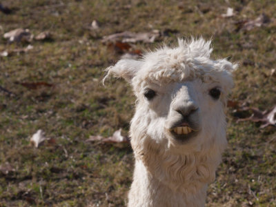 Alpaca