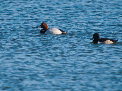 Canvas Back Duck (with ring necked duck)
