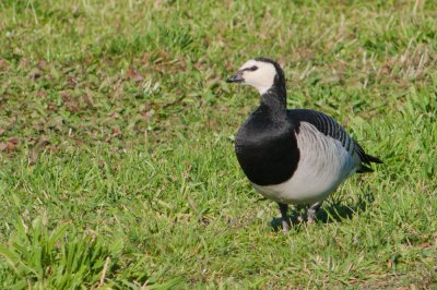 Barnacle Goose