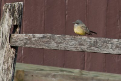 Cassin's Kingbird