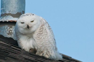 Owl on roof