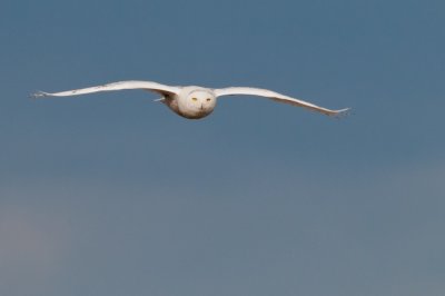 Flying to me