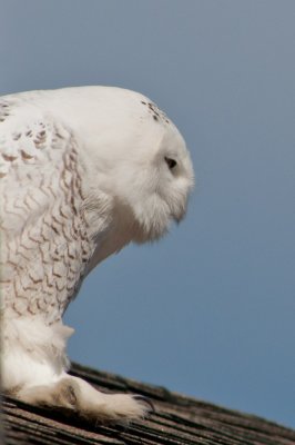 close up