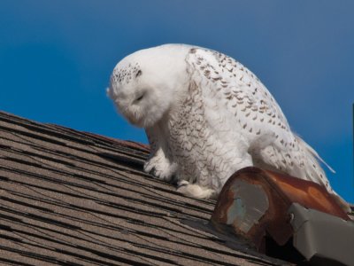 looks like a cat