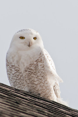 Snowy on roof