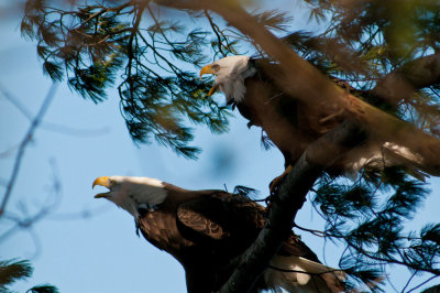 Two in a tree