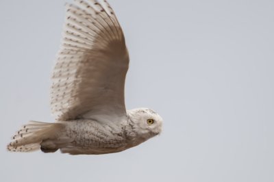 Snowy Owl in flight