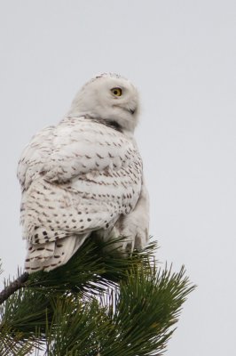 Snowy Owl in tree