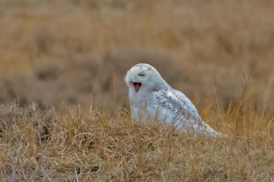 Yawn