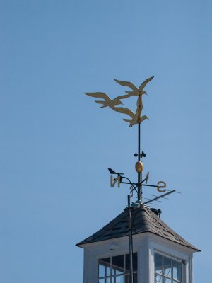 Sea gulls, Rockport Ma