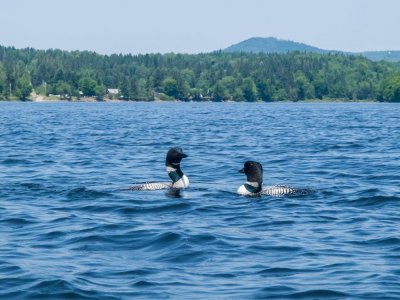 Two loons