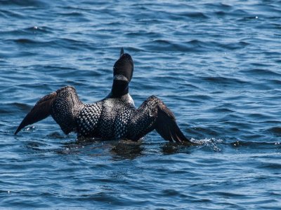 Loon spreading his wings