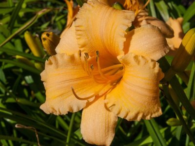 Day Lilly 