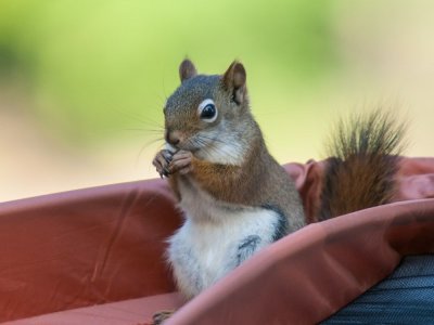 Red Squirrel