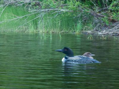 Loon and chIck
