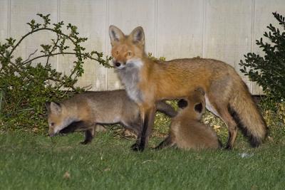 Mother fox and Babies 2