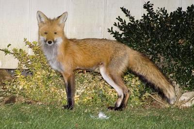 Female Fox 2