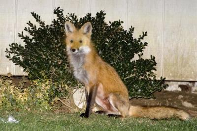 Female Fox 3