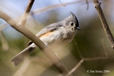 Titmouse