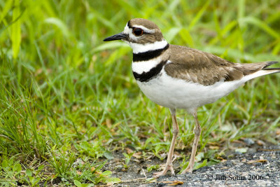 Killdeer