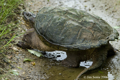Snapping Turtle