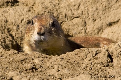 Prarie Dog