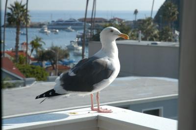 Early Bird sea gull.jpg