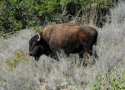 American Bison Buffalo.jpg