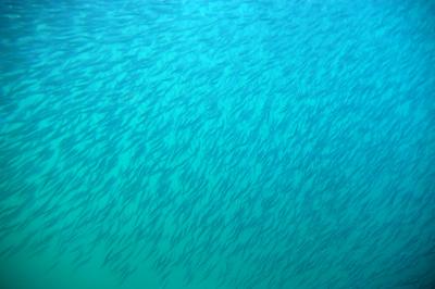 Under Water sardines 01.jpg