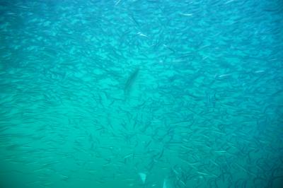 Under Water Sardines 02.jpg