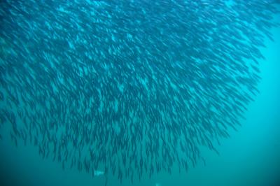 Under Water sardines 03.jpg