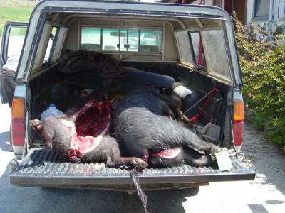 pig hunt 29.jpg