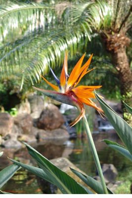 Flower 13.jpg