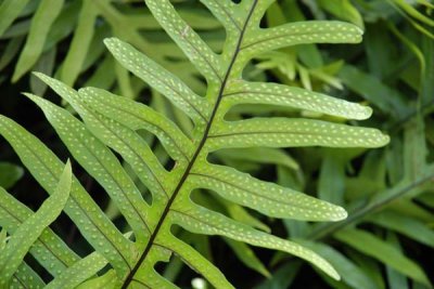 Funny Fern .jpg