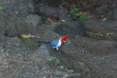 Hawaiian Cardinal.jpg
