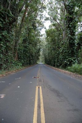 Kauai Tree Tunnel.jpg