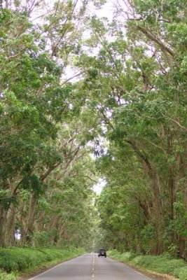 Kauai Tree Tunnel 01.jpg